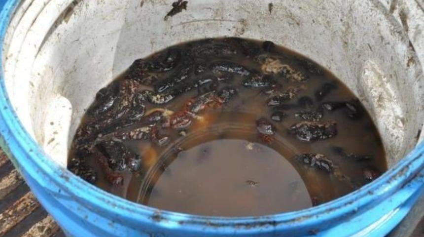 Keşan’Da 1 Ton 100 Kilo Deniz Patlıcanı Ele Geçirildi