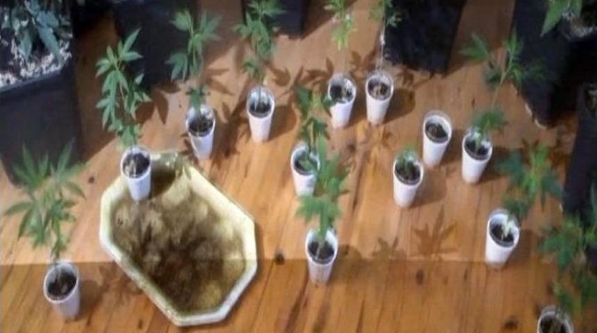 Evini Kenevir Tarlasına &Ccedil;evirdi