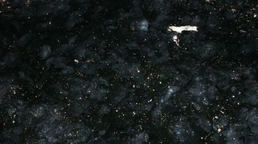 (&ouml;zel Haber) Denizanaları İstanbul Boğazı&rsquo;nı İstila Etti