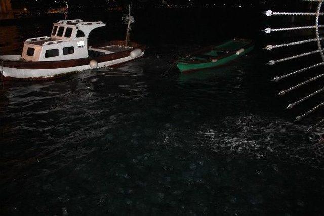 (özel Haber) Denizanaları İstanbul Boğazı’nı İstila Etti