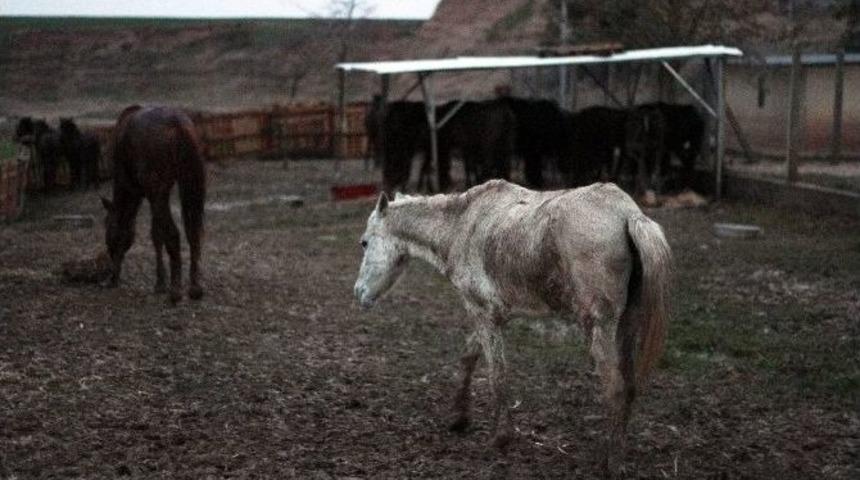 (&ouml;zel Haber) Adana&rsquo;da 7 Kesilmiş, 24 Kesime Hazır At Ele Ge&ccedil;irildi