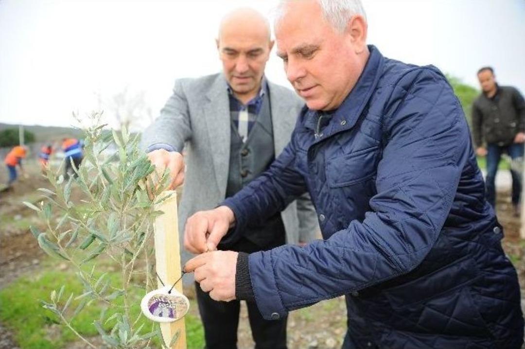 Soma Şehitleri İ&ccedil;in 301 Zeytin Fidan