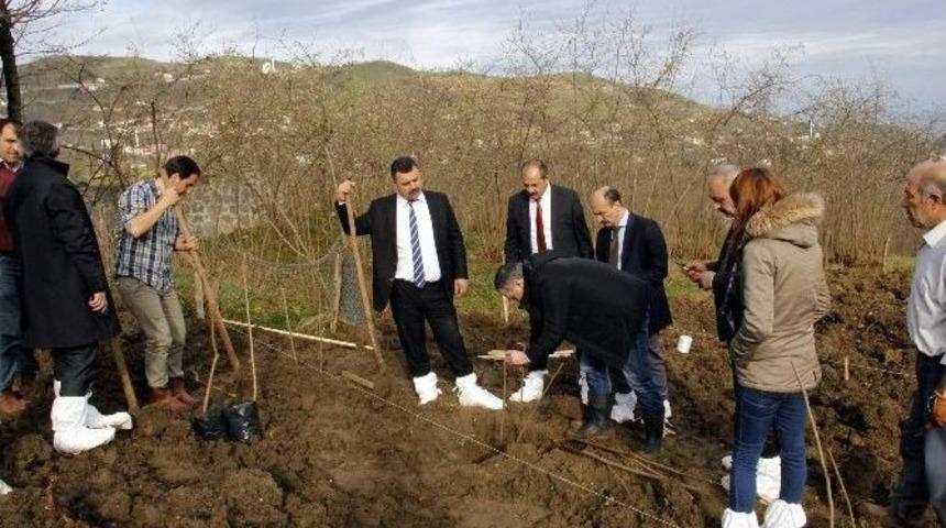 Fındık Bah&ccedil;elerinde Toprak Analizi
