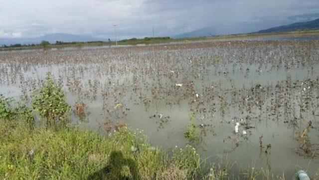 Baraj Kapakları Açıldı, Tarım Arazileri Göle Döndü