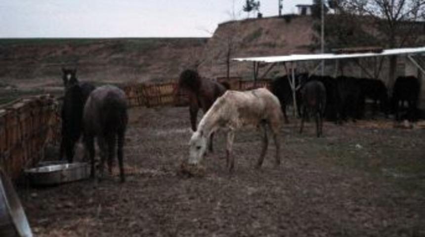 At Kasabına 7 Bin Lira Para Cezası