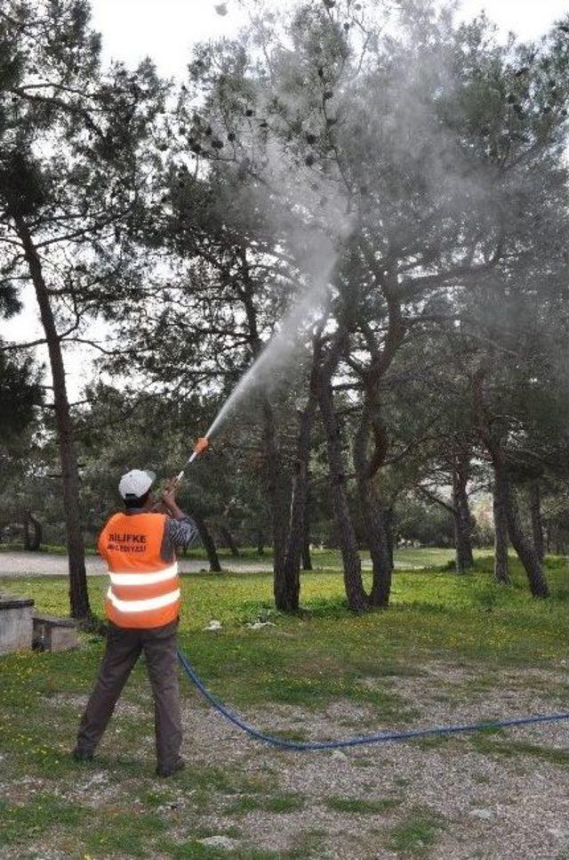 Silifke’de Çam Ağaçları Kurumaktan Kurtarılıyor