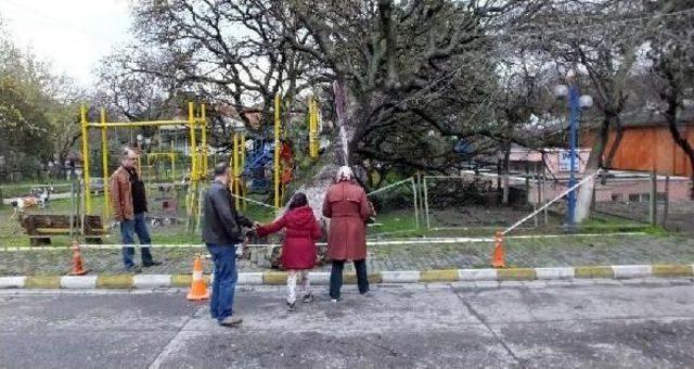 Tarihi Meşe Ağacı Çocuk Parkına Devrildi