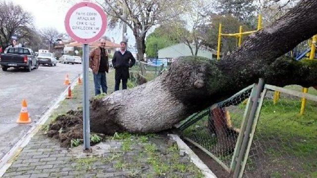 Tarihi Meşe Ağacı Çocuk Parkına Devrildi