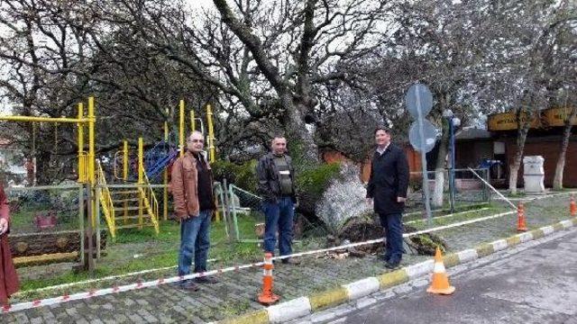 Tarihi Meşe Ağacı Çocuk Parkına Devrildi