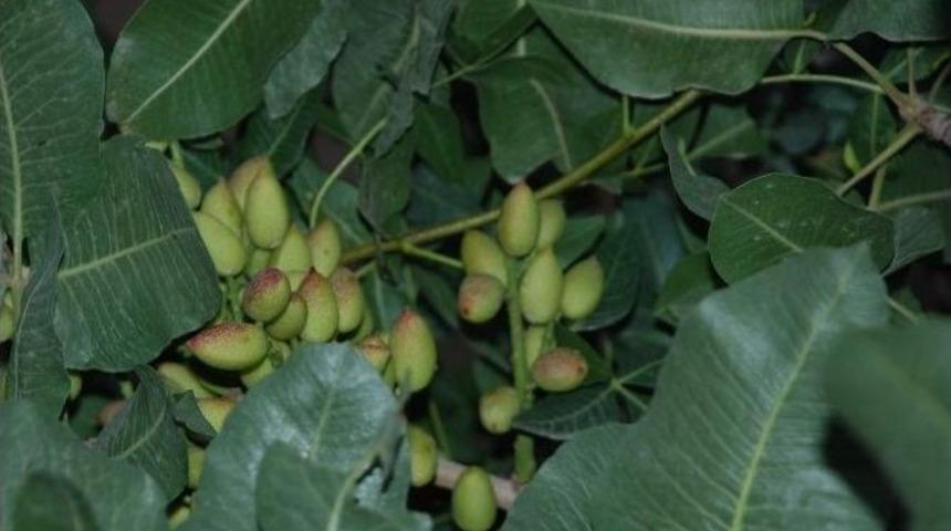 Siirt&rsquo;te Meyveciliğe 2 Milyon 500 Bin Lira Destek