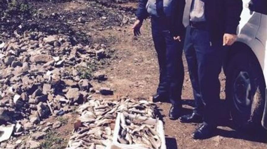 Reyhanlı&rsquo;da 70 Kilo Bozuk Balık İmha Edildi