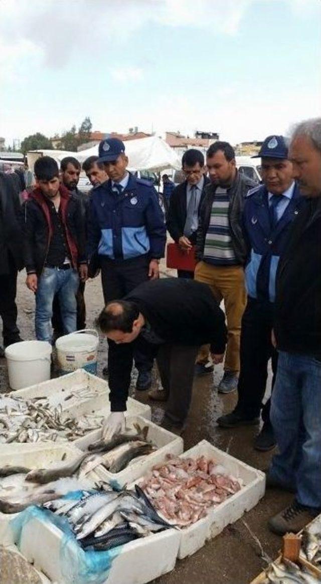 Reyhanlı’da 70 Kilo Bozuk Balık İmha Edildi