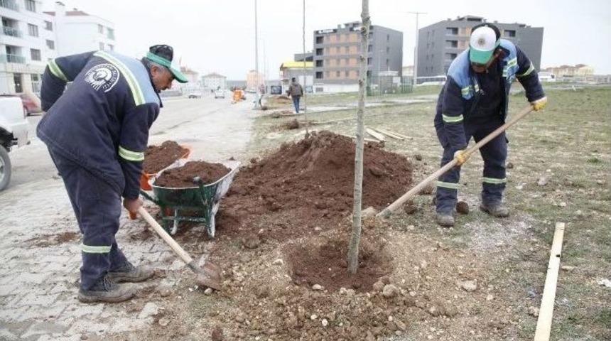 Ihlamurkent Ihlamur Ağacı İle Tanıştı