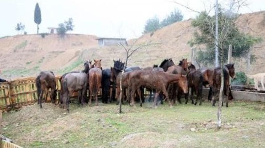 Adana'da Kesilmeyi Bekleyen 24 At Ele Ge&ccedil;irildi