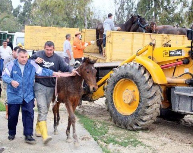 Adana'da Kesilmeyi Bekleyen 24 At Ele Geçirildi