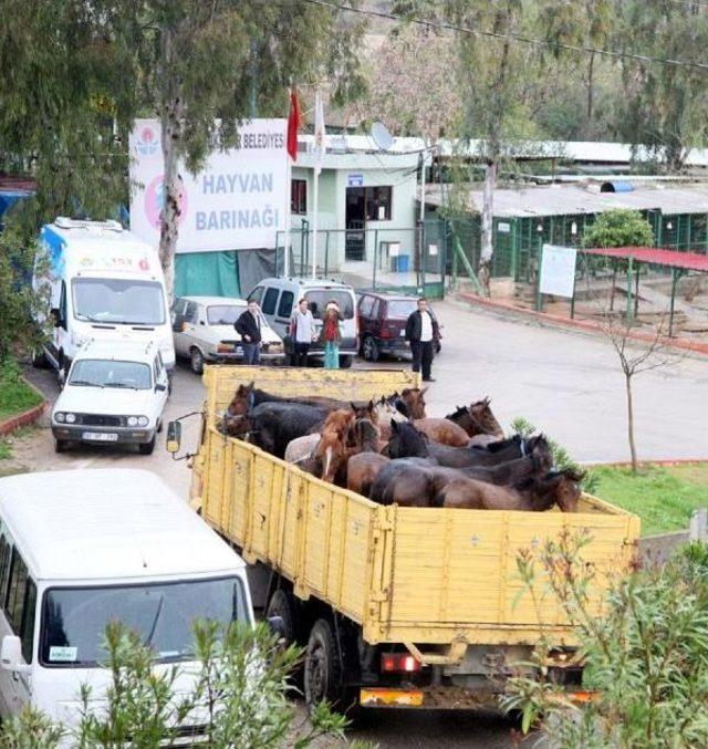 Adana'da Kesilmeyi Bekleyen 24 At Ele Geçirildi