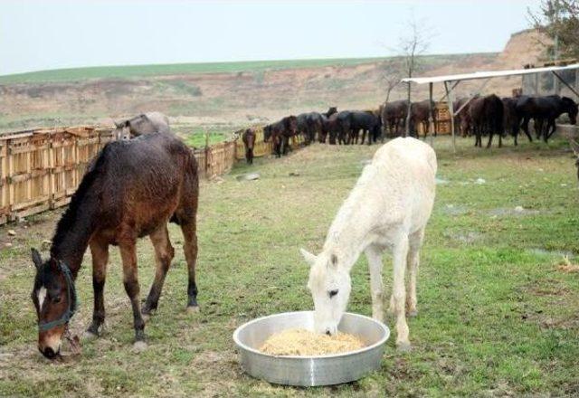 Adana'da Kesilmeyi Bekleyen 24 At Ele Geçirildi