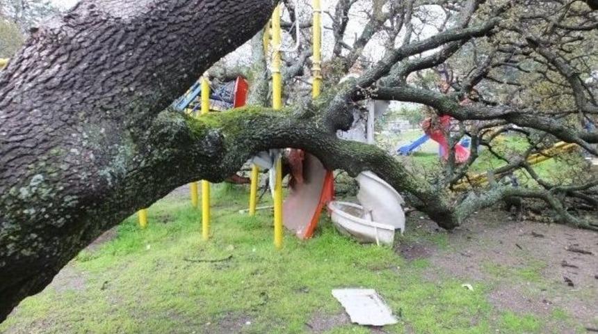 Aşırı Yağmur Tarihi Meşe Ağacını Devirdi