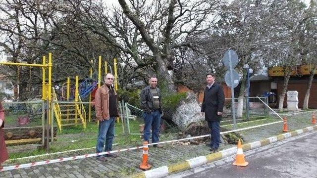 Aşırı Yağmur Tarihi Meşe Ağacını Devirdi