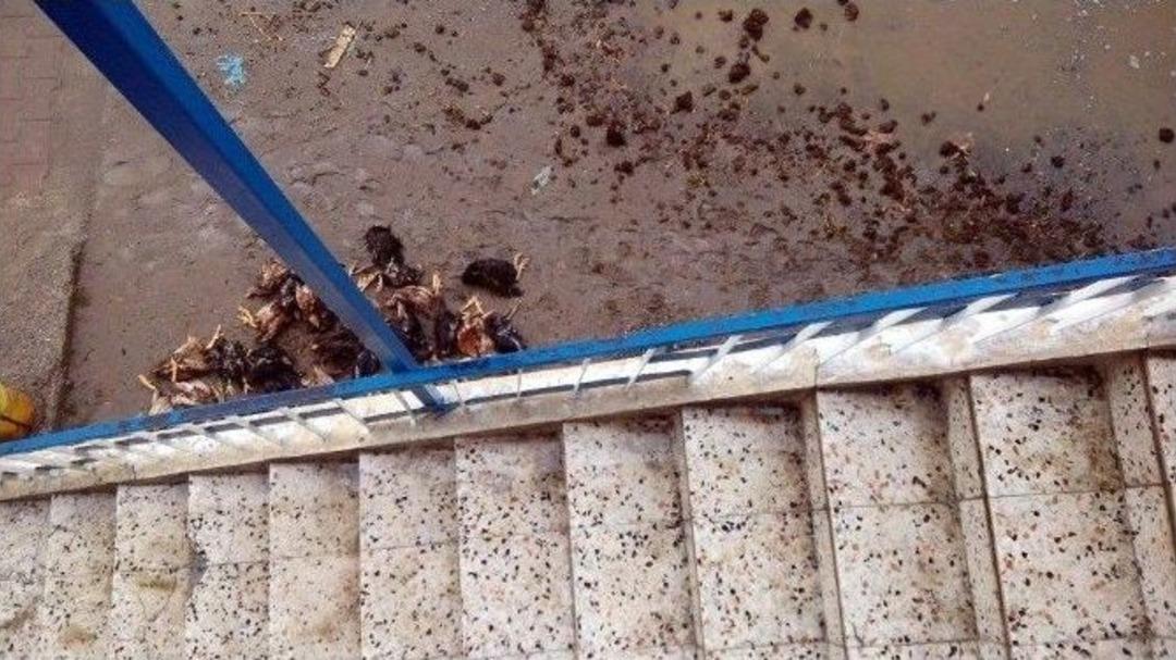 B&uuml;nyan&rsquo;da Sel