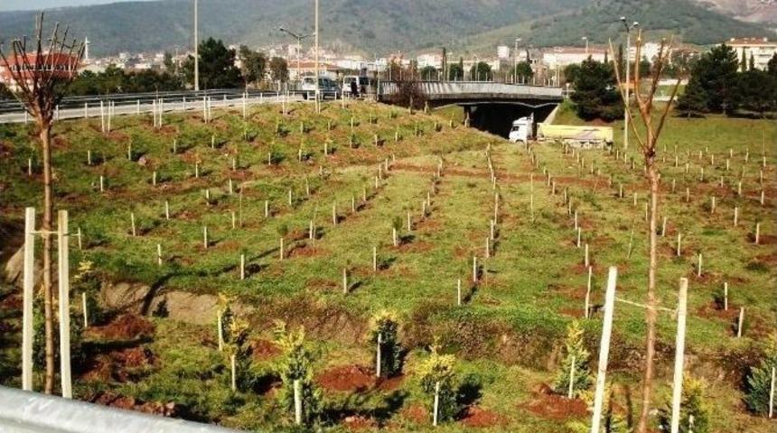 Kocaeli&rsquo;de 6 Milyon 650 Bin Ağa&ccedil; Toprakla Buluştu