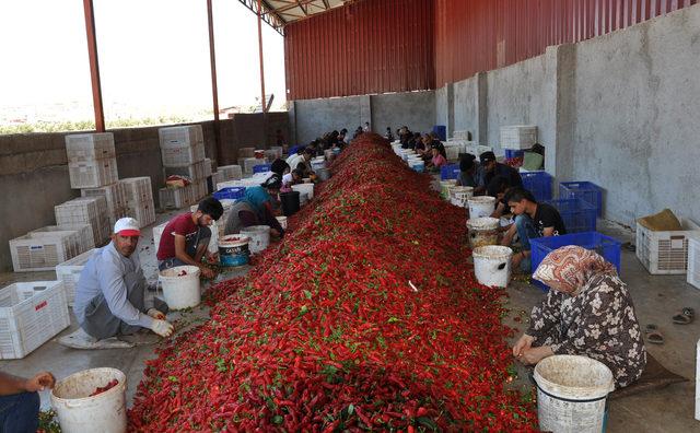 İslahiye'de 'acı' mesaisi başladı