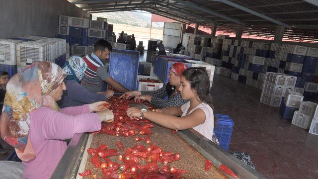 İslahiye'de 'acı' mesaisi başladı