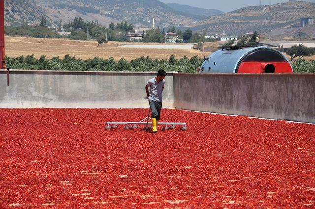 İslahiye'de 'acı' mesaisi başladı