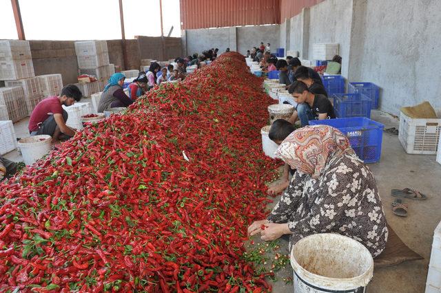 İslahiye'de 'acı' mesaisi başladı