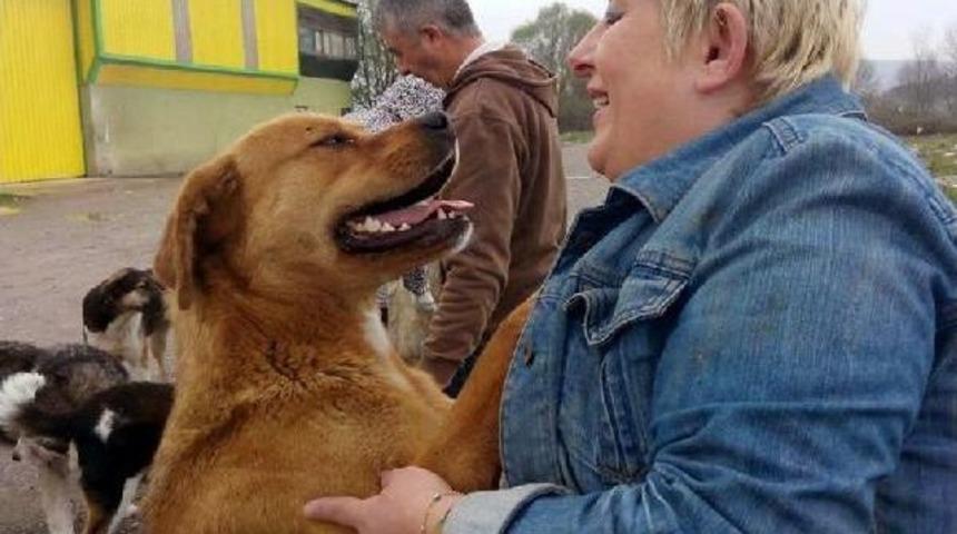Hayvanseverler Ormana Terkedilen K&ouml;peklere Yiyecek Taşıyor
