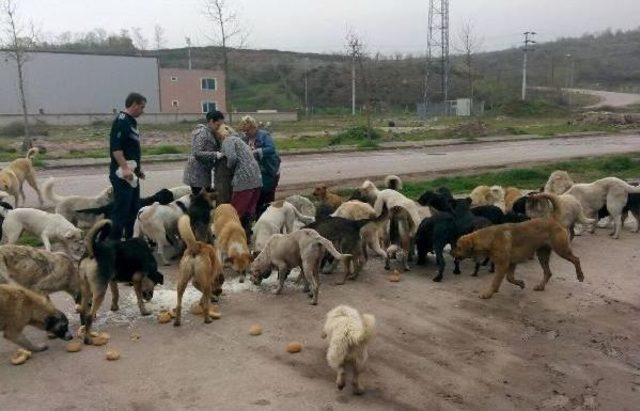 Hayvanseverler Ormana Terkedilen Köpeklere Yiyecek Taşıyor
