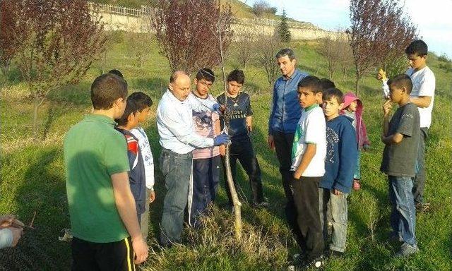 Öğrencilere Meyvecilikte Budama Öğretildi