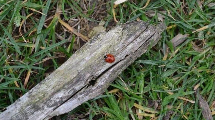 Uğur B&ouml;cekleri Doğayı Koruyor