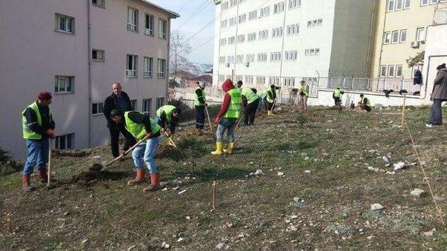 Dilovası’nda Ağaçlandırma Çalışmaları Devam Ediyor