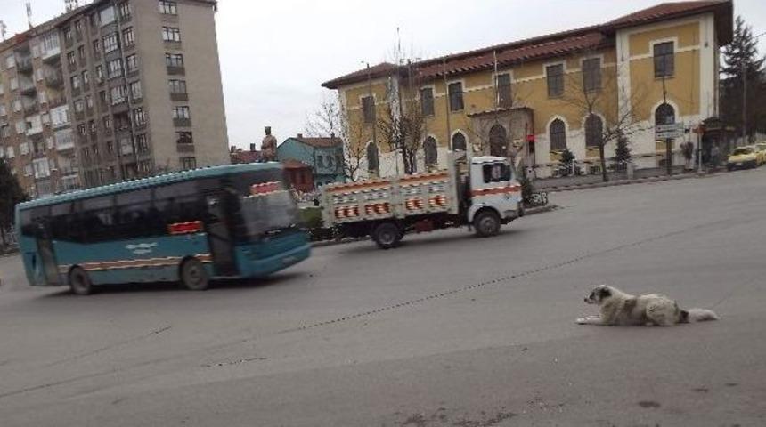 Sokak Köpeğinin ’keyfimi Bozmayın Benim’ Hali