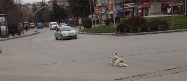 Sokak Köpeğinin ’keyfimi Bozmayın Benim’ Hali