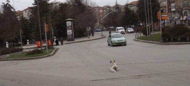 Sokak Köpeğinin ’keyfimi Bozmayın Benim’ Hali