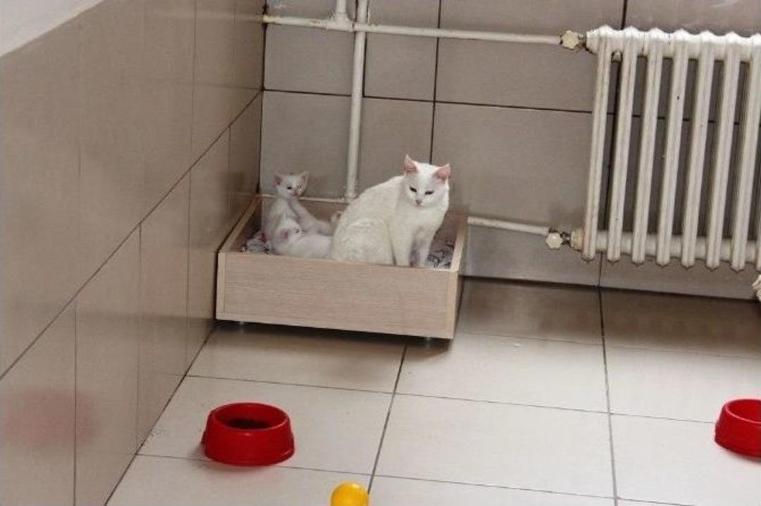 (&ouml;zel Haber) Van Kedileri Erken Doğum Yaptı