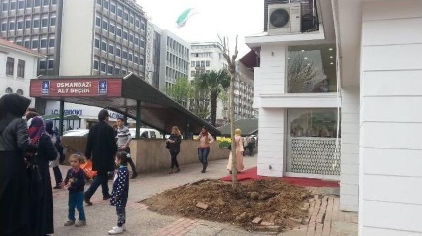 Bursa&rsquo;da Tarihi &Ccedil;ınarın Yerine Yenisi Dikildi