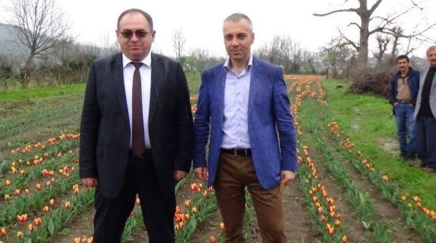 Zonguldak&rsquo;a İlk Kez Lale Bah&ccedil;eleri Kuruldu