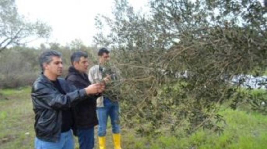 Burhaniye&rsquo;de Zeytin Ağa&ccedil;larında Hastalık Takibi