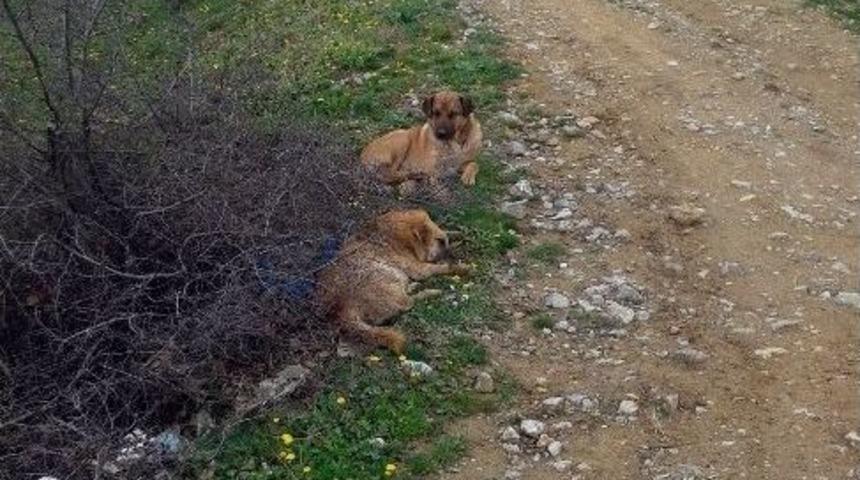 (&ouml;zel Haber) Onlarca K&ouml;peği Anestezi İle Bayıltıp Terk Ettiler