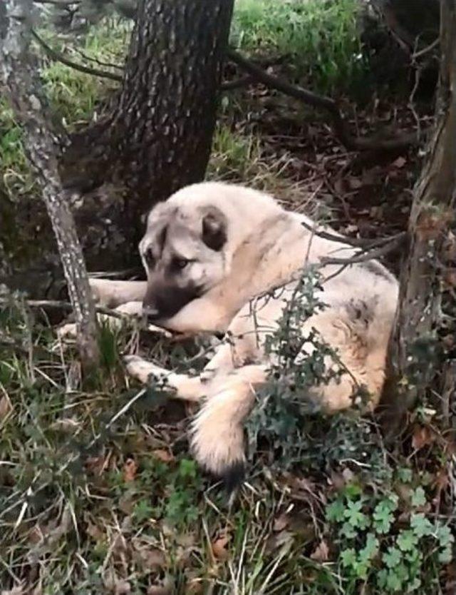 (özel Haber) Onlarca Köpeği Anestezi İle Bayıltıp Terk Ettiler