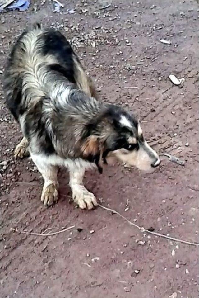 (özel Haber) Onlarca Köpeği Anestezi İle Bayıltıp Terk Ettiler