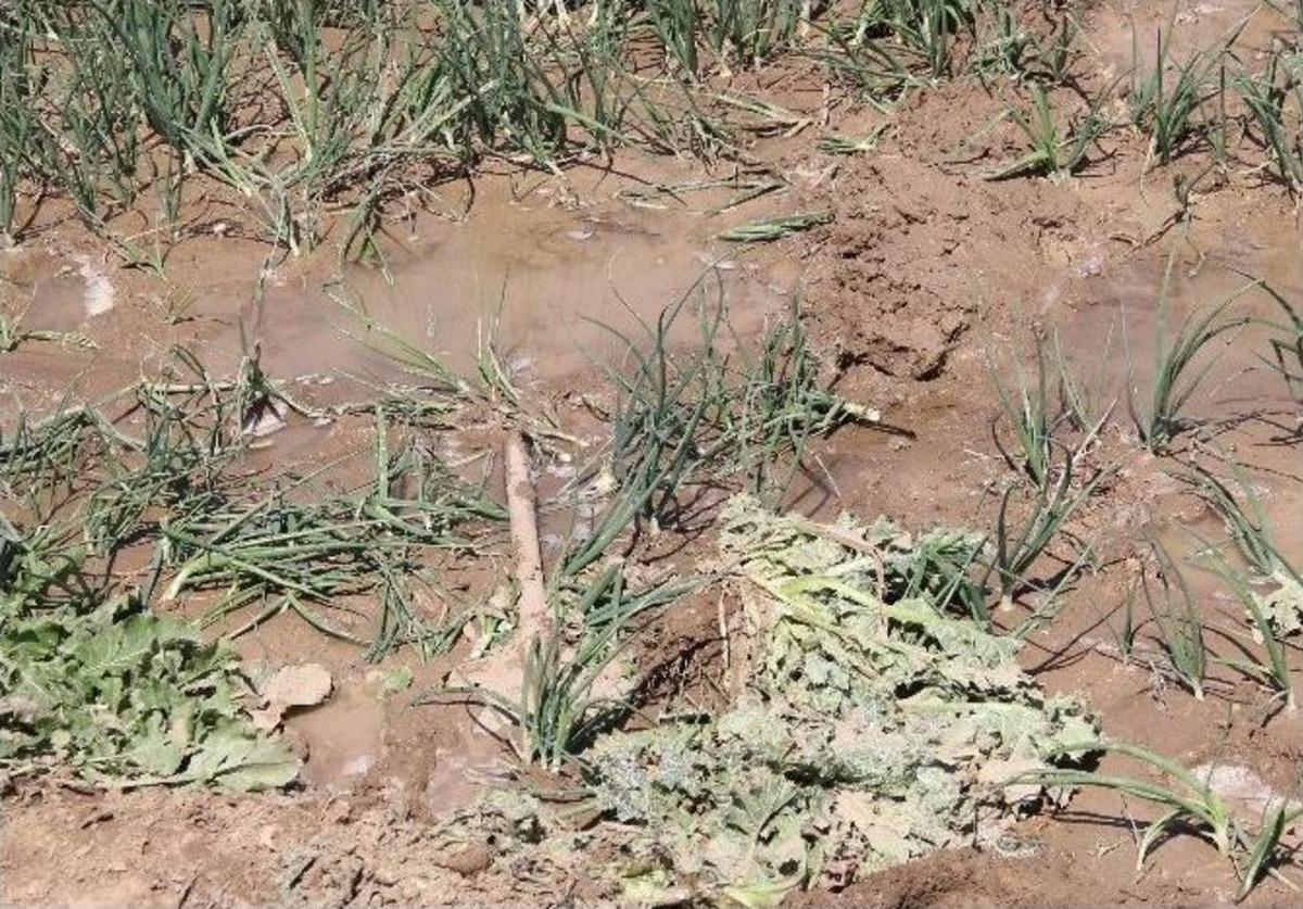 Tarlada &Ouml;len Babasına "baba Kalk Islanmışsın Hasta Olacaksın" Diyerek Ağladı