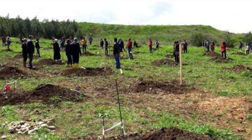 &Uuml;niversiteliler Şehitler Adına Ceviz Fidanı Dikti