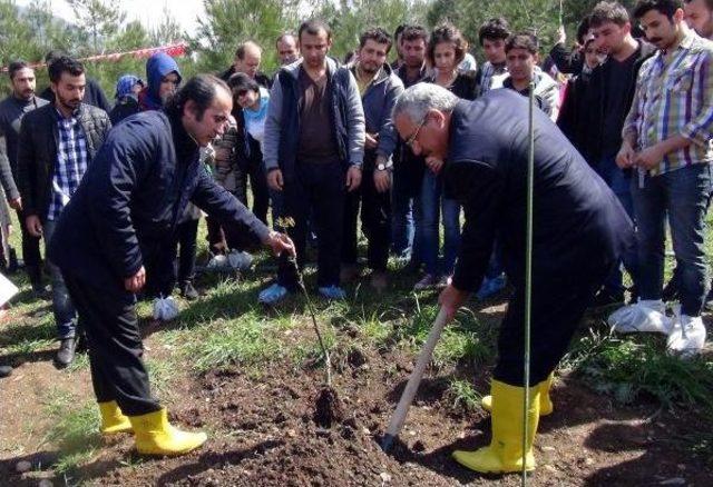 Üniversiteliler Şehitler Adına Ceviz Fidanı Dikti