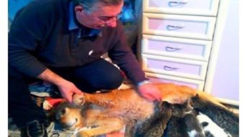 K&ouml;pek, Kedi Yavrularına Annelik Yapıyor