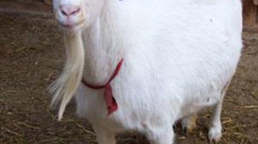 NAZİLLİ&rsquo;NİN SIRRI