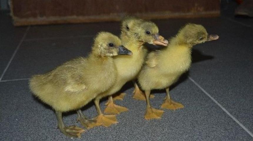 &Ouml;dev Olarak Kaz &Uuml;retti